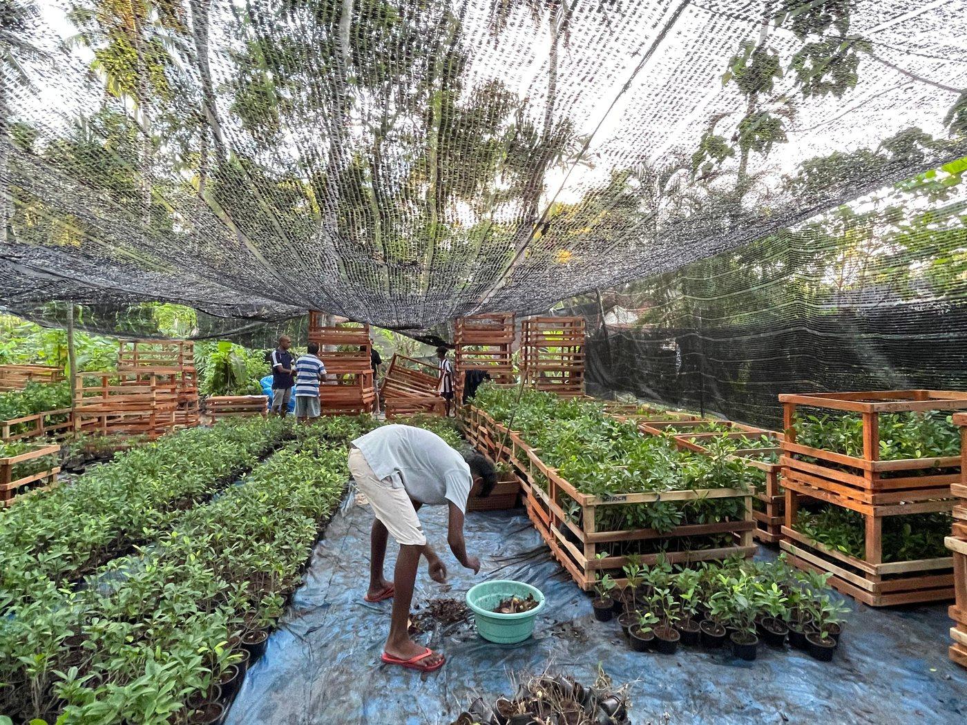 A worker hand-grading potted plants among export crates in the nursery
