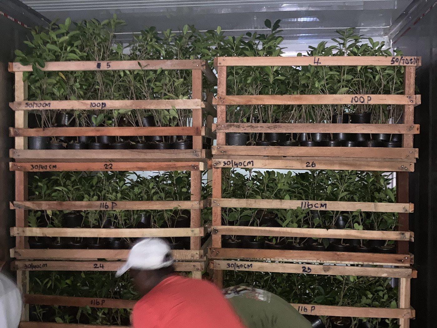 Export crates of plants loaded inside a shipping container