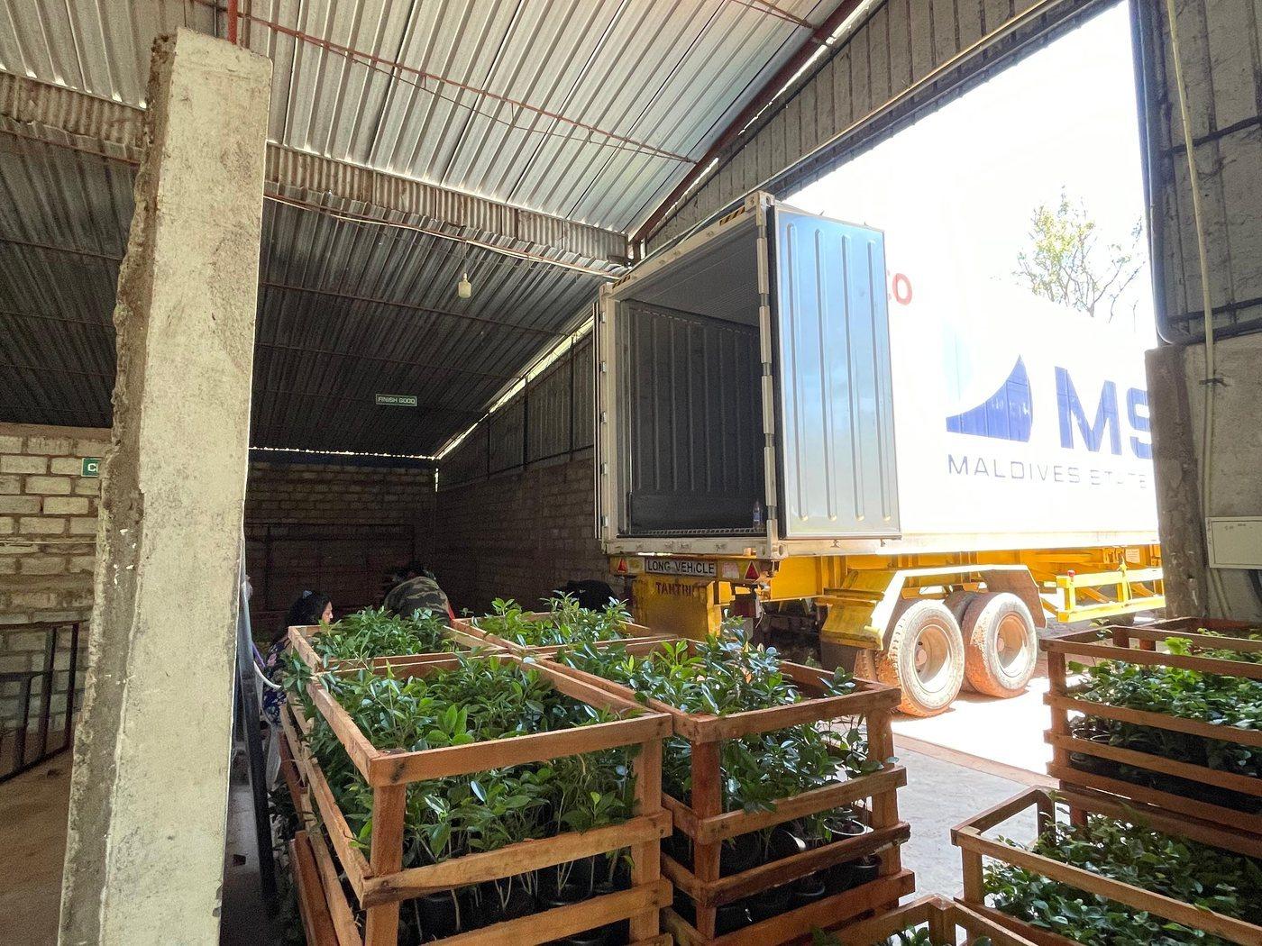 Timber crates of tropical plants beside a shipping container, ready for export